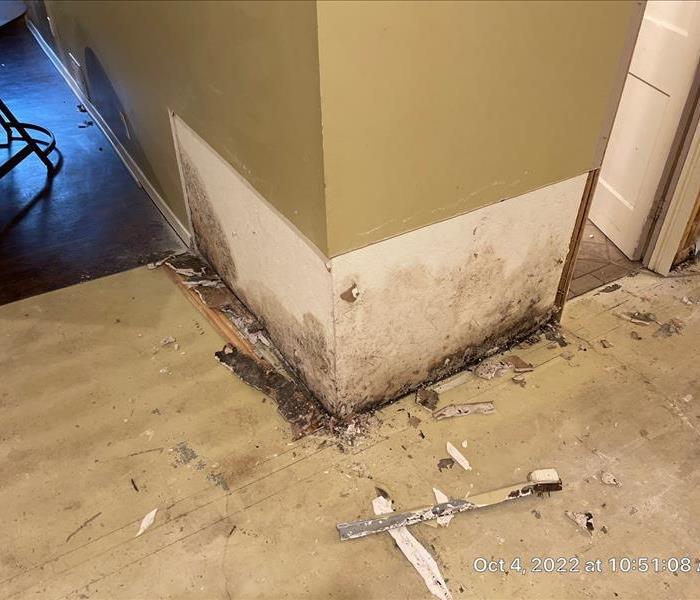 Mold is shown growing on a wall underneath wallpaper. 