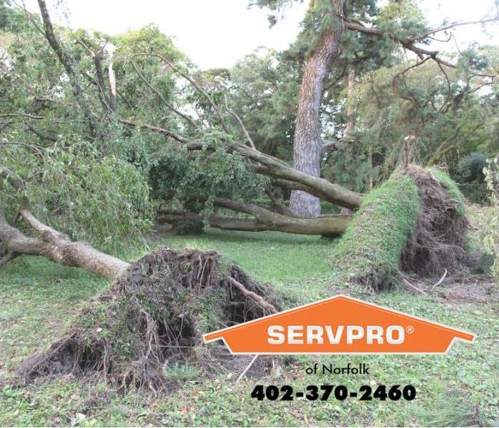 A tree is shown blown over from high winds. 